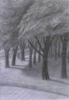 Trees, Kelvingrove