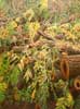Black Walnut Tree, Kew Gardens, 21st of October 1987