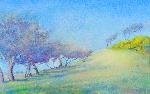 Hawthorn Trees & Whins, Heads of Ayr