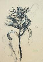 Protea