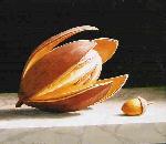 Cedrela Seed Pod With Acorn